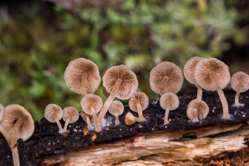 Close-up of mushrooms growing on tree trunk