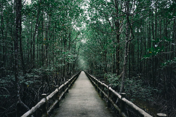 Walkway amidst trees in forest
