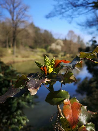 Close-up of flowering plant against sky