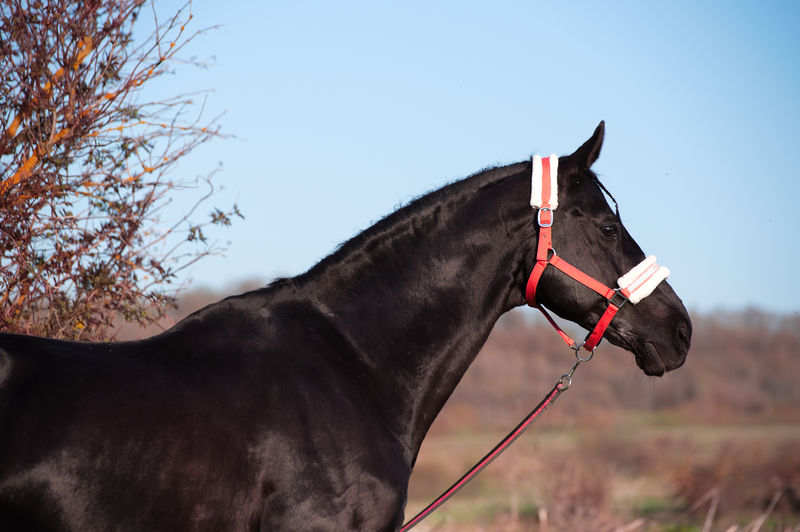 horse