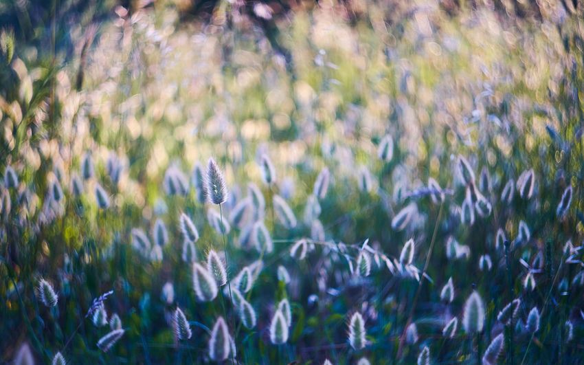 Close-up of fresh purple flowers on field
