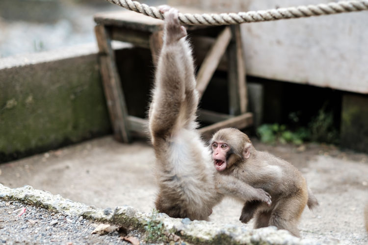 Monkey in a field