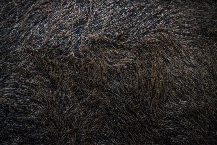 Full frame shot of wild boar