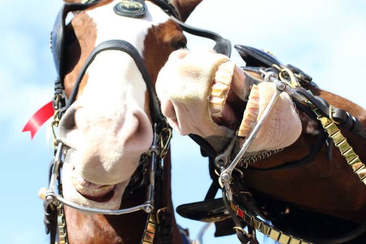 Budweiser clydesdale horses 