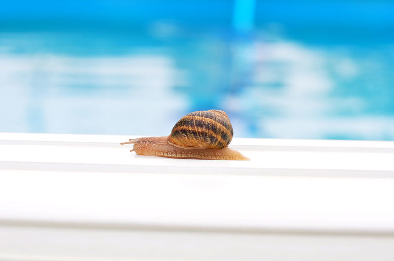 Close-up of snail on sea