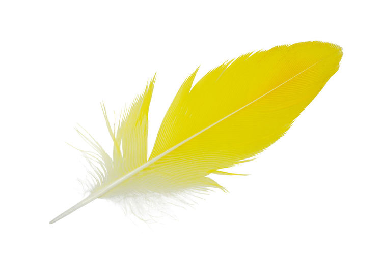 Close-up of yellow feather against white background