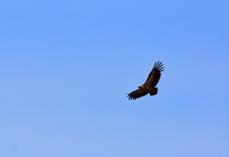 Low angle view of eagle flying against clear blue sky
