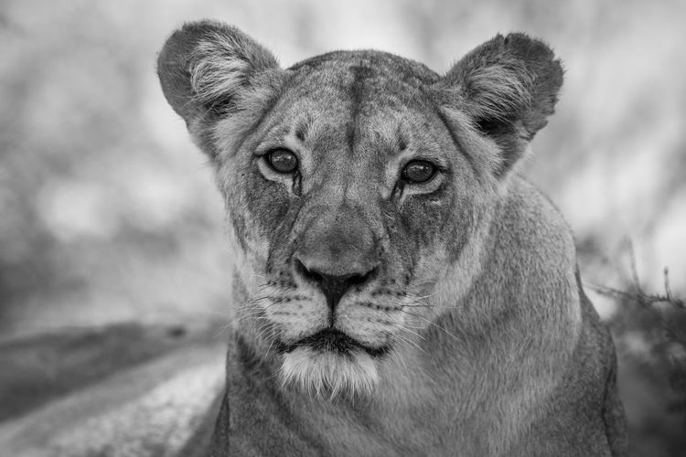 Close-up portrait of lion cub