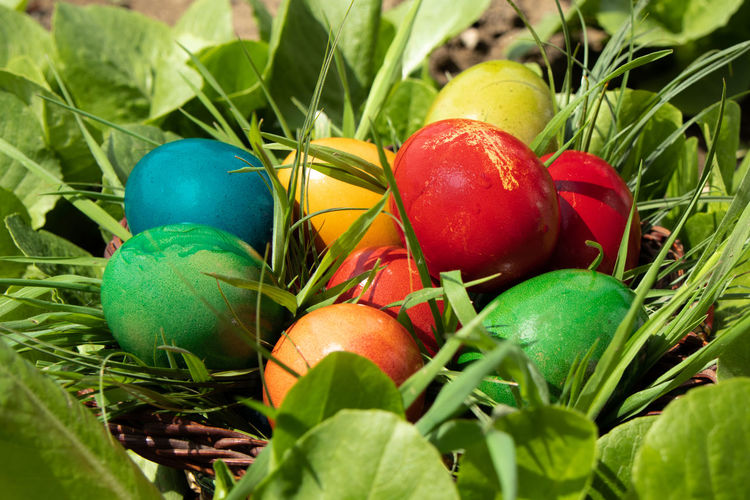 Close-up of multi colored eggs