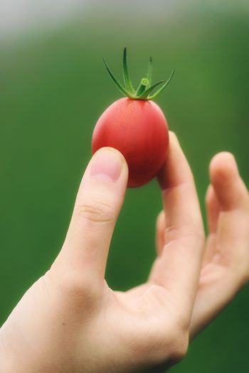 Close-up of hand holding red fruit 