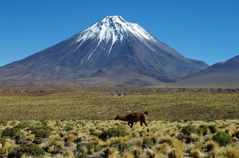 Llama in front of the licancabur volcano