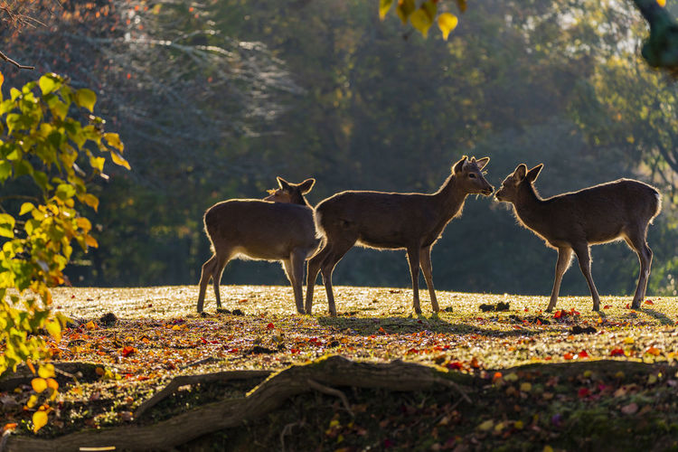 Autumn leaves in nara park