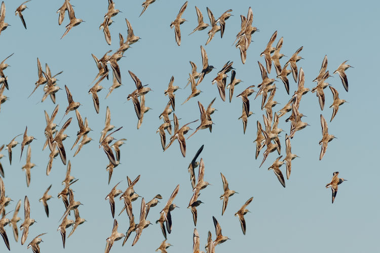 Low angle view of sandpiper birds flying in sky