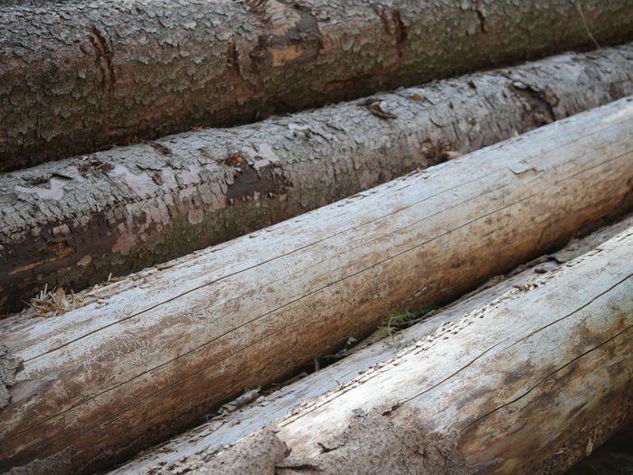 Full frame shot of wooden log in forest