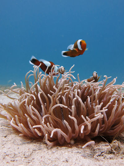 Clownfish family in their anemone home