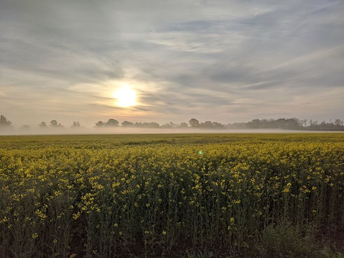 Scenic view of field against sky during sunset