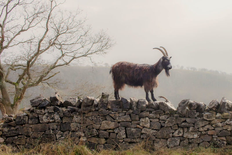 Side view of wild goat standing on retailing wall