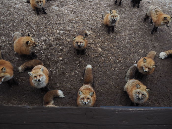 High angle view of foxes on field