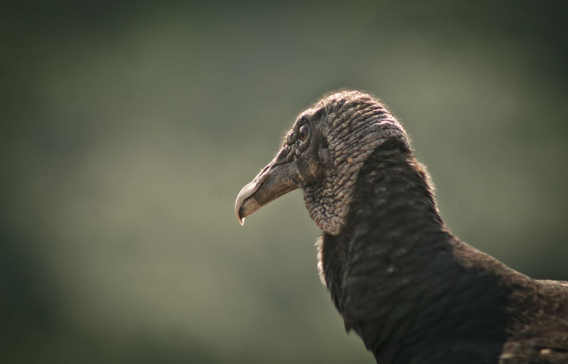 Close-up of vulture on sunny day