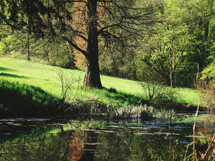 Trees in forest
