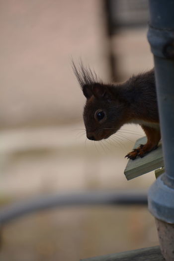 Close-up of a squirrel