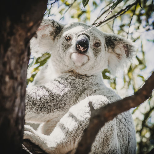 A wild koala portrait. one of the most famous australian animal on tree.