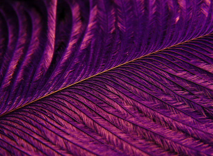 Full frame shot of feather