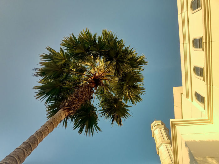 Low angle view of palm tree at mosque against clear blue sky 