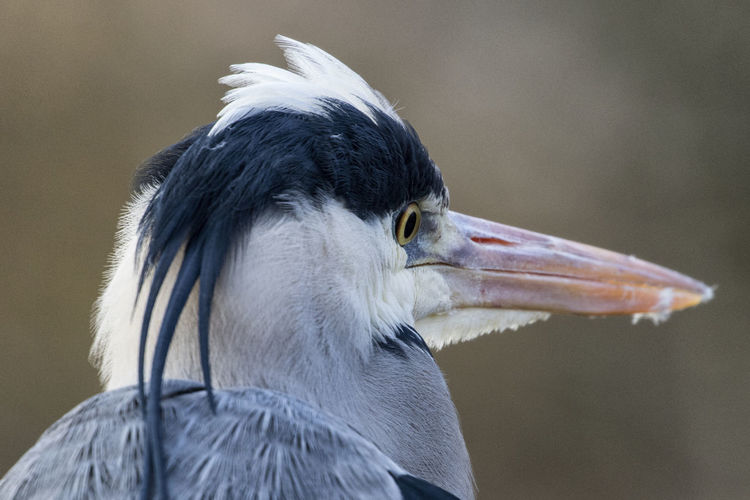 Close-up of a bird looking away