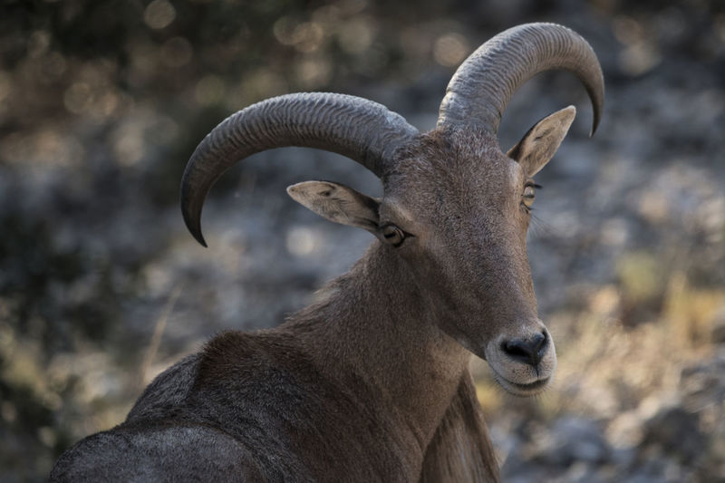 Wild sheep with brown fur and curved horns ranging in bushes