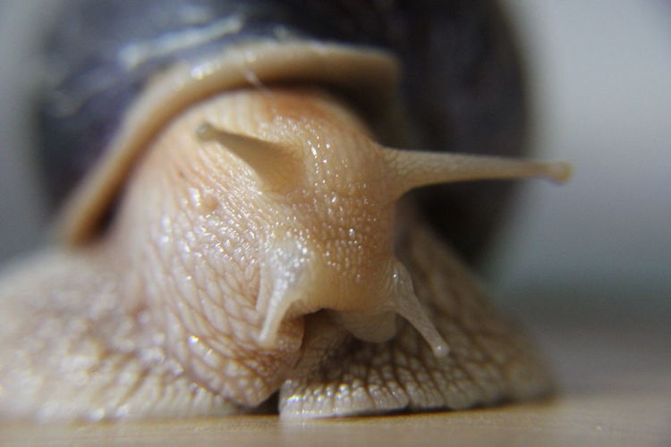 Extreme close-up of snail
