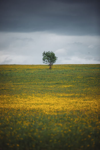 Field with alone tree and yellow dandelions and blue sky