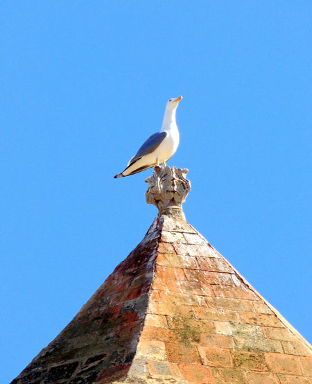 Low angle view of albatross perching on old built structure against clear blue sky
