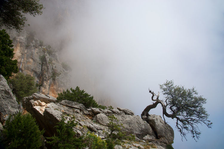 Tree on rock against sky during selvaggio blue trekking in sardinia