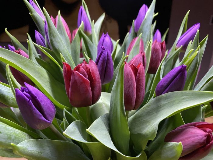 Close-up of purple tulips