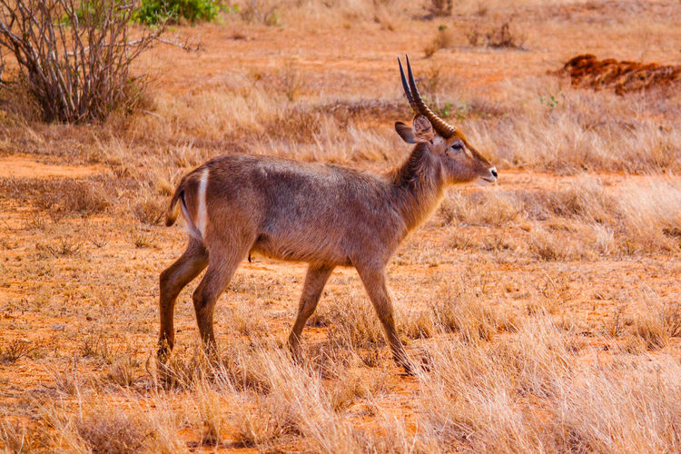 Gazelle on field at tsavo east national park