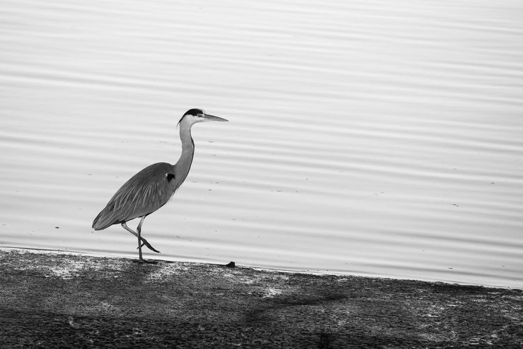 Bird perching on a lake