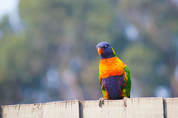 Close-up of parrot perching on wooden post
