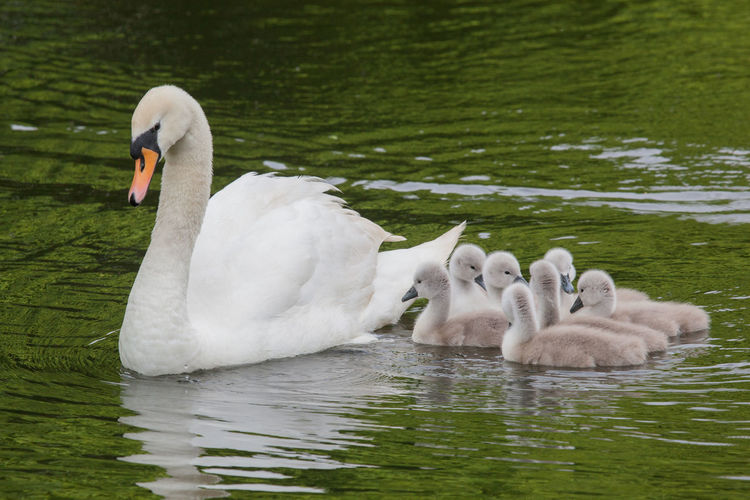Mute swan with cygnets in pond