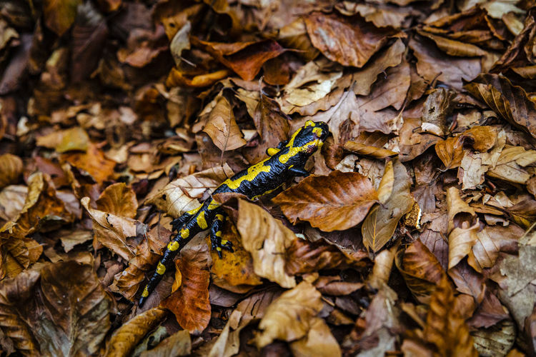 Salamander above some fall foliage, nature reportage