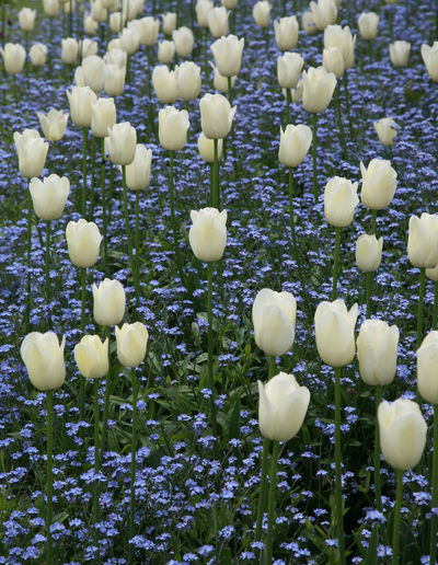 High angle view of white flowering plants on field
