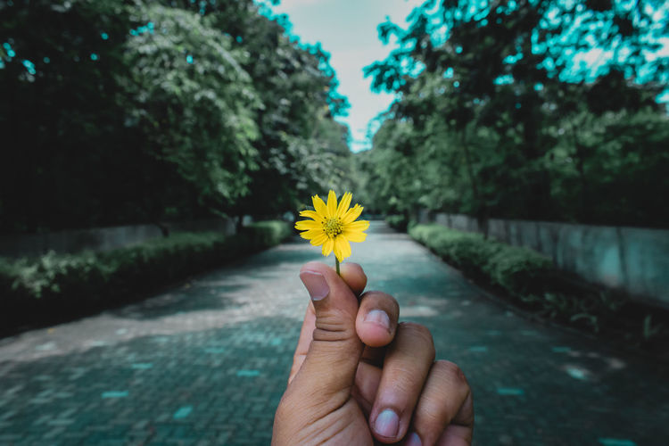 Hand holding yellow flower
