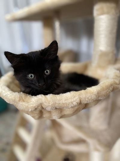 Close-up portrait of black cat at home
