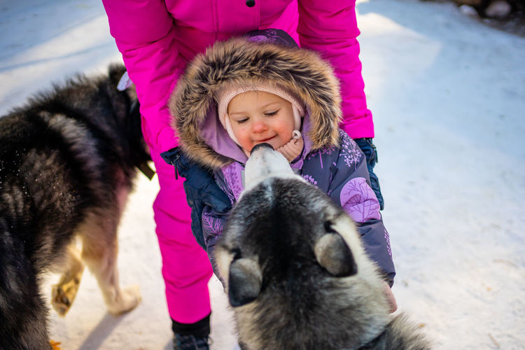 Cute dog licking girl during winter