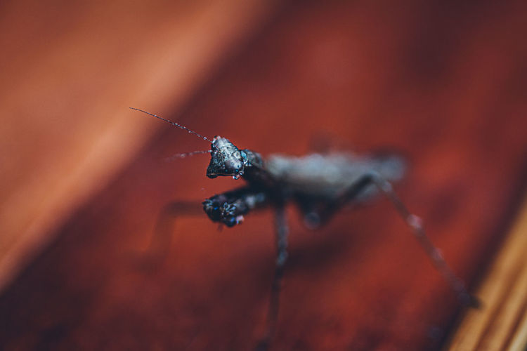 Close-up of insect mantis on wood floor macro shot for abstract