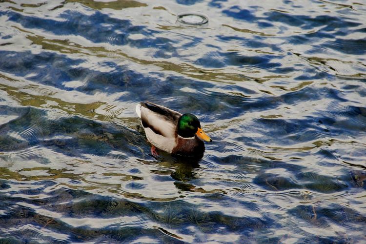 High angle view of mallard duck swimming on lake