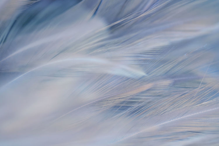 Full frame shot of feather