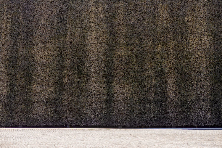 Blackthorn wall of the brine graduation tower. drops of brine crashing on blackthorn twigs