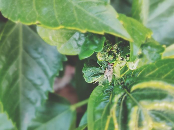 Close-up of insect on leaf