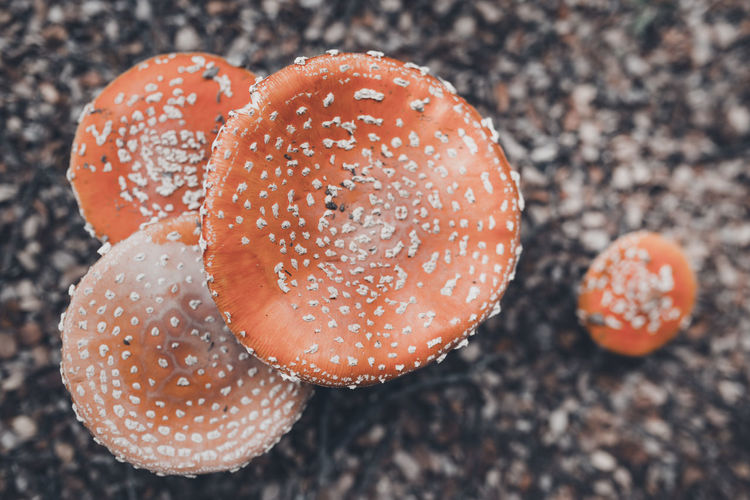 A red-orange headed mushroom amanita muscaria or fly agaric